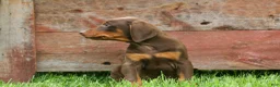 Doberman Pinscher dogs for sale:  Deacon (Red Rust) 🐶🖤🐾 - Ad 15