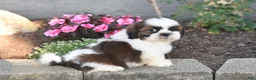 Shih Tzu dogs for sale: Bailey - Ad 5