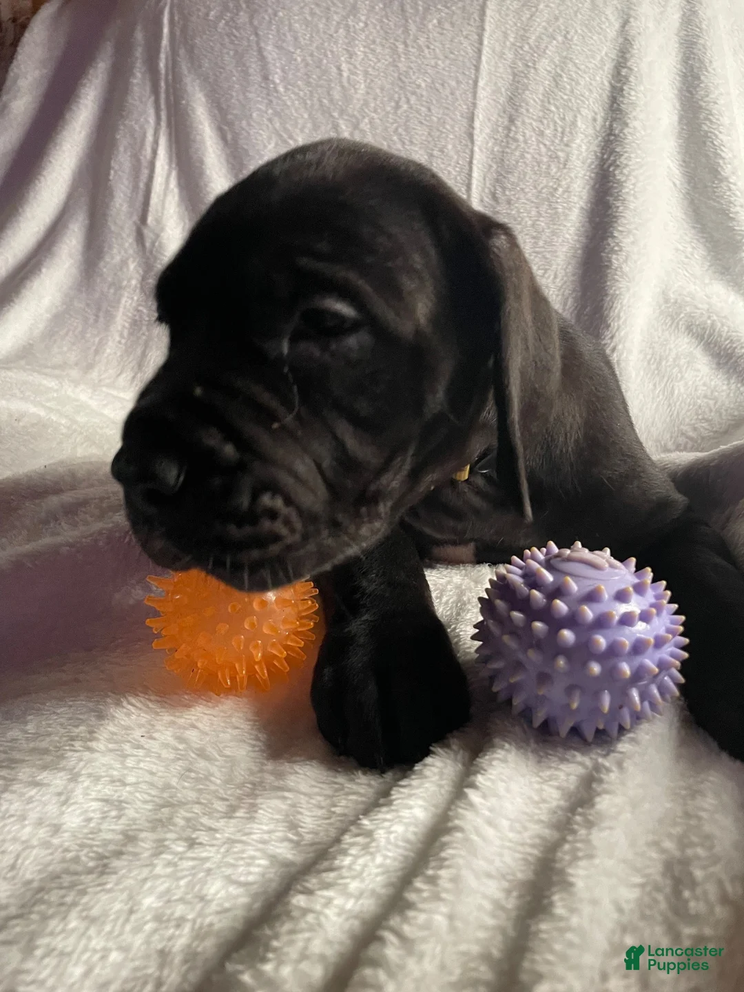 Daniff dogs for sale: Daniff 5 - Ad 2