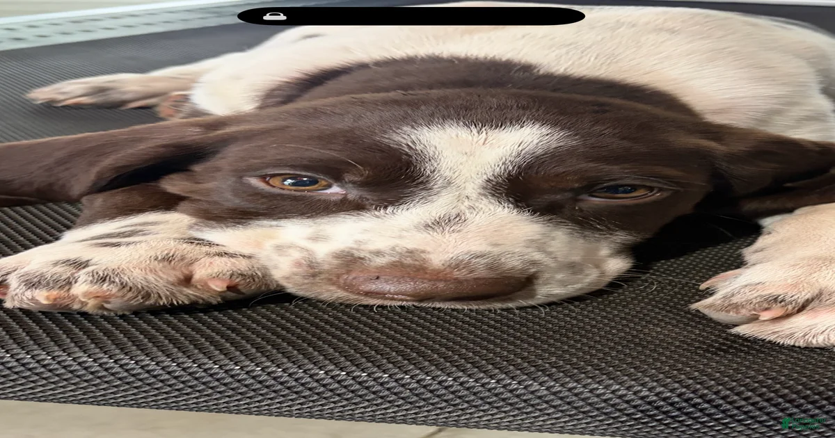 German Shorthaired Pointer Puppies for sale | Lancaster Puppies