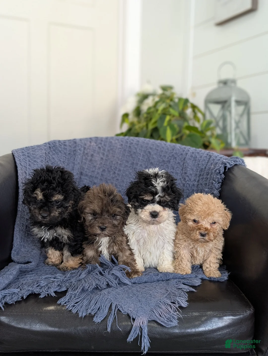 Cockapoo dogs for sale: Tiny Angelina  - Ad 7
