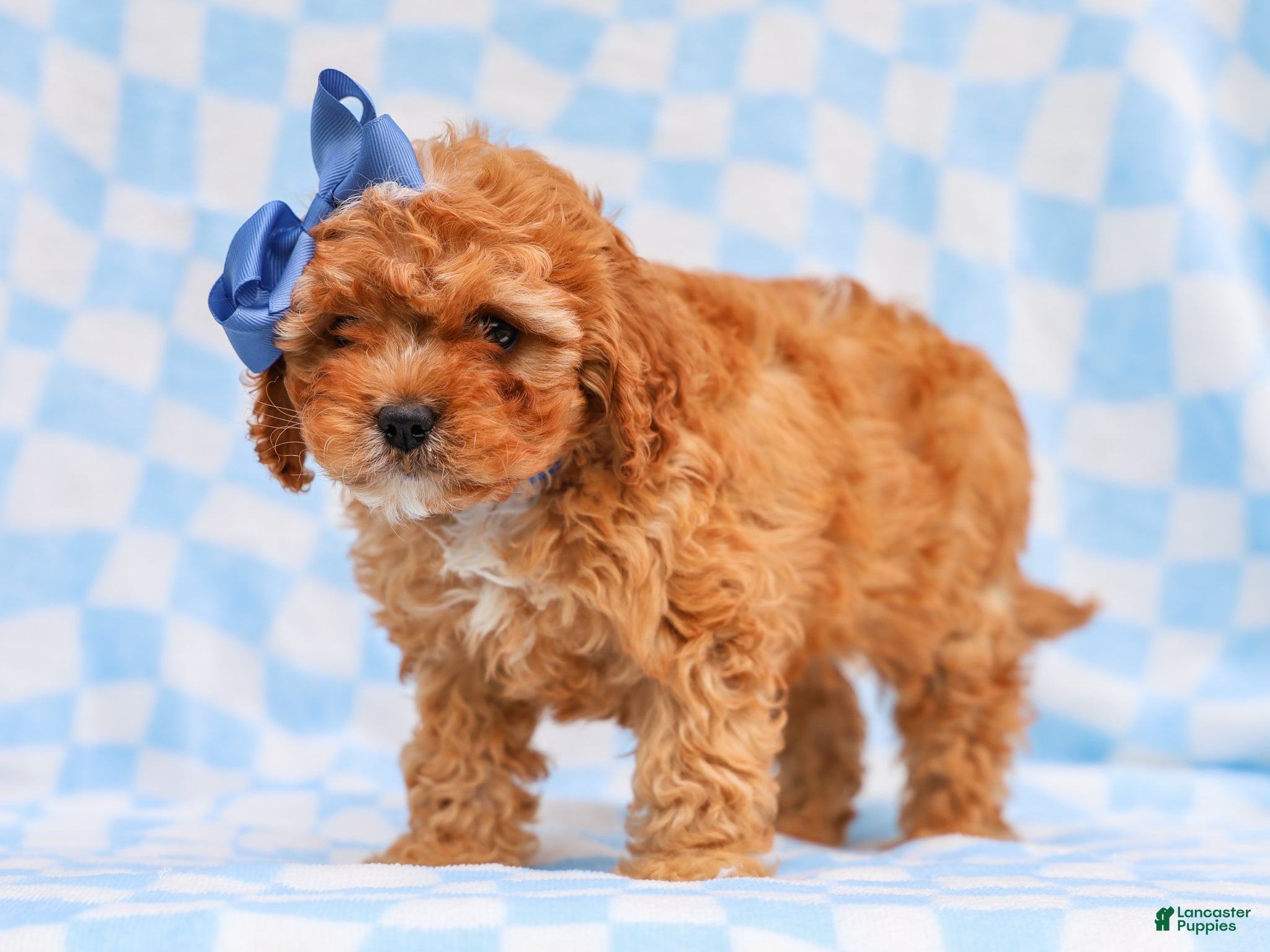 Cavapoo dogs Ross Cavapoo Pup - Ad 1