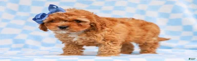 Ross Cavapoo Pup