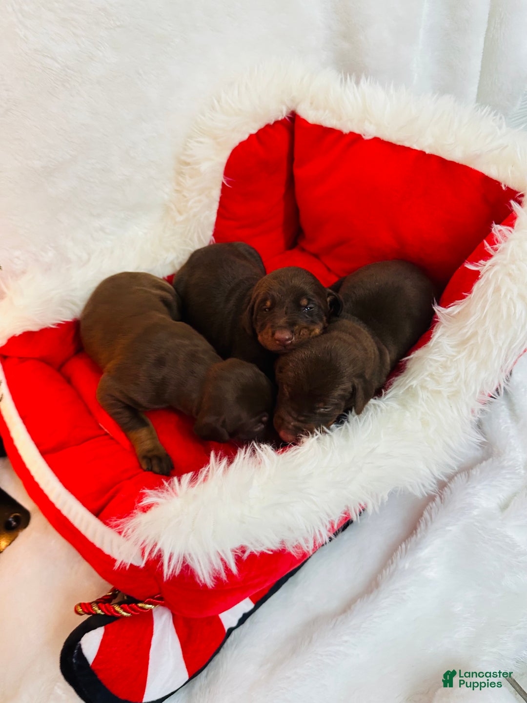 Doberman Pinscher dogs for sale: Doberman Pinscher Puppy 1 - Ad 3