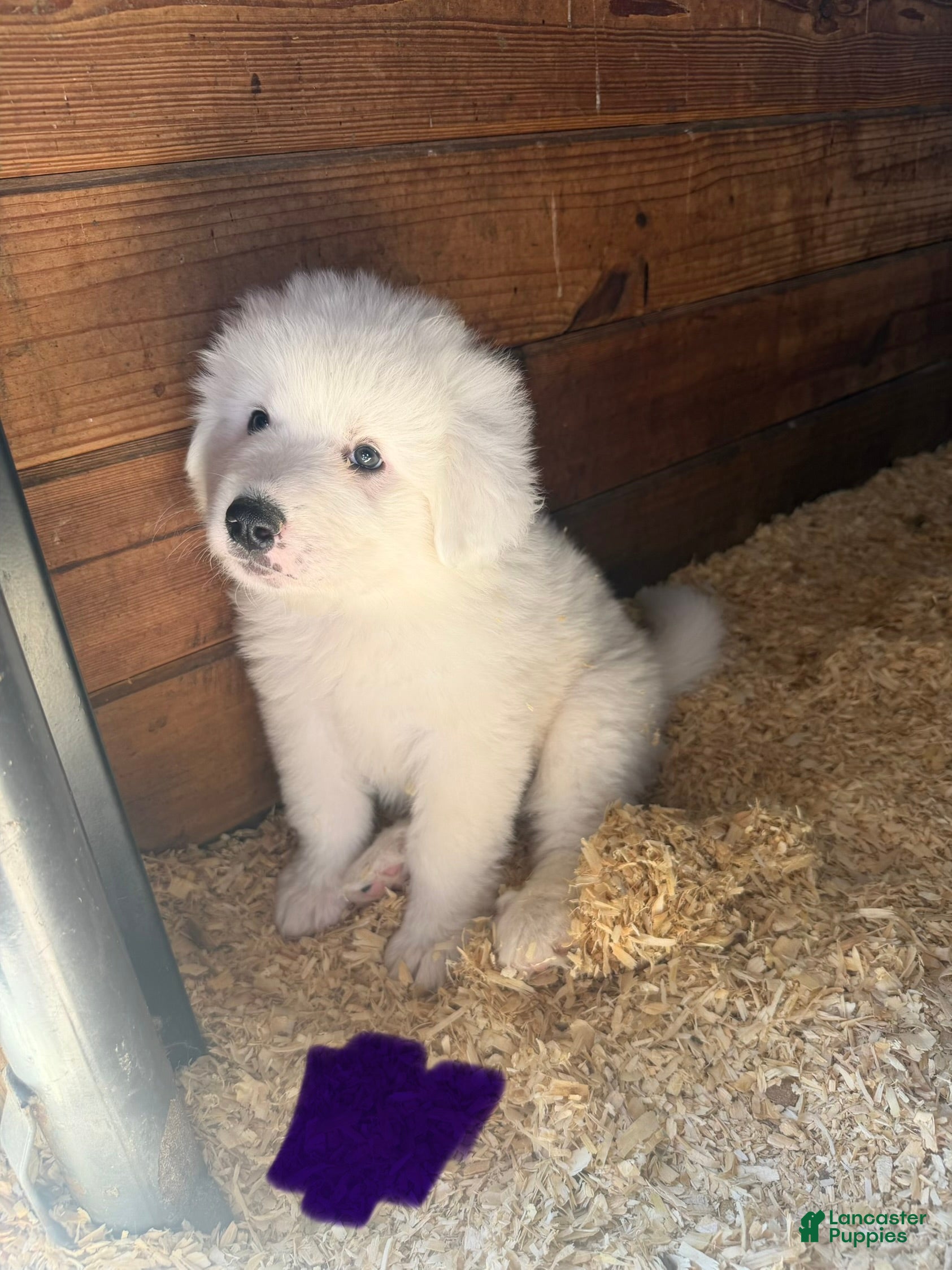 Great Pyrenees dogs Purple - Ad 12