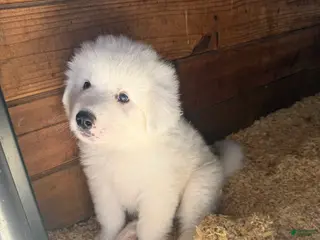 Great Pyrenees dogs Purple - Ad 12