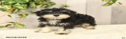 Miniature Schnauzer dogs for sale: Pedro - Ad 8
