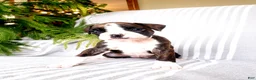 Boxer dogs for sale: Linzie - Ad 3