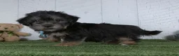 Shorkie dogs for sale: Winnie - Ad 3