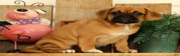 Puggle dogs for sale: Astrid - Ad 3