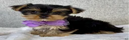 Yorkshire Terrier dogs for sale: Daisy - Ad 4