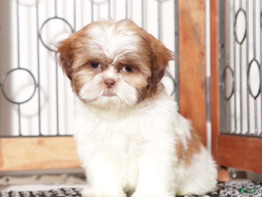Shih Tzu dogs for sale: Hearts - Ad 1