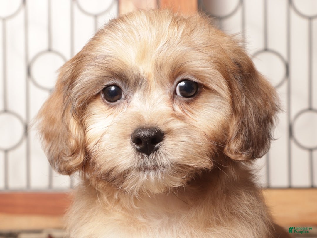 Shihpoo dogs for sale: Tim Tan Male Shihpoo - Ad 2