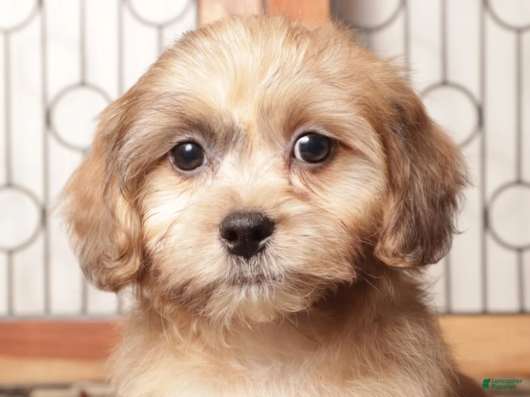 Shihpoo dogs for sale: Tim Tan Male Shihpoo - Ad 2