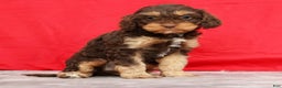 Cavapoo dogs for sale: April - Ad 4