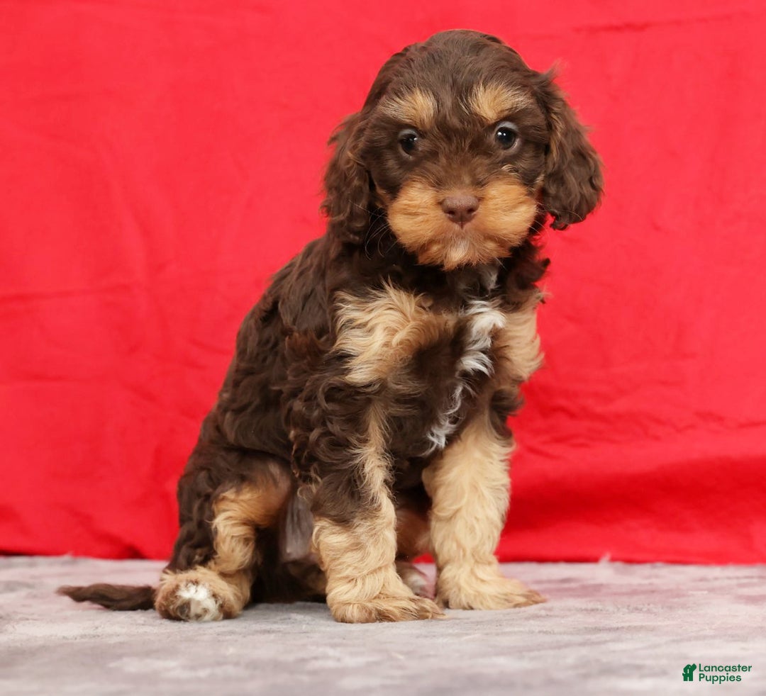 Cavapoo dogs for sale: April - Ad 4