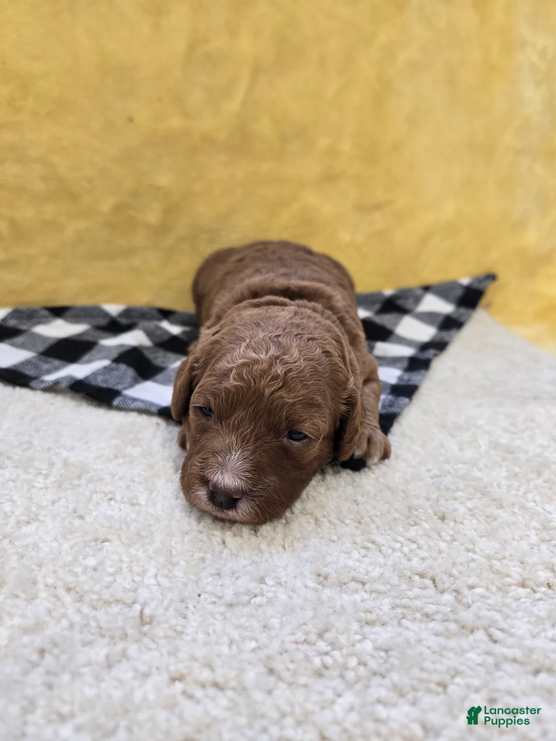 Mini Goldendoodle dogs for sale: Skylark  - Ad 1