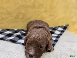 Mini Goldendoodle dogs for sale: Skylark - Ad 1