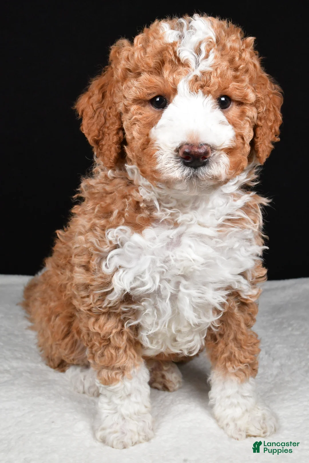Mini Goldendoodle dogs for sale: Ethan - Ad 2