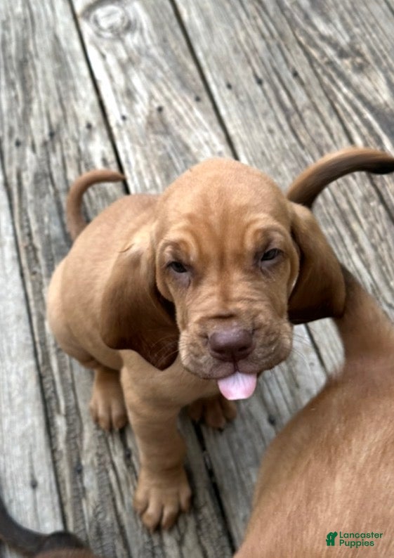 Bloodhound dogs Bloodhound Puppy 3 - Ad 1