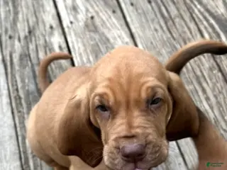 Bloodhound dogs Bloodhound Puppy 3 - Ad 5