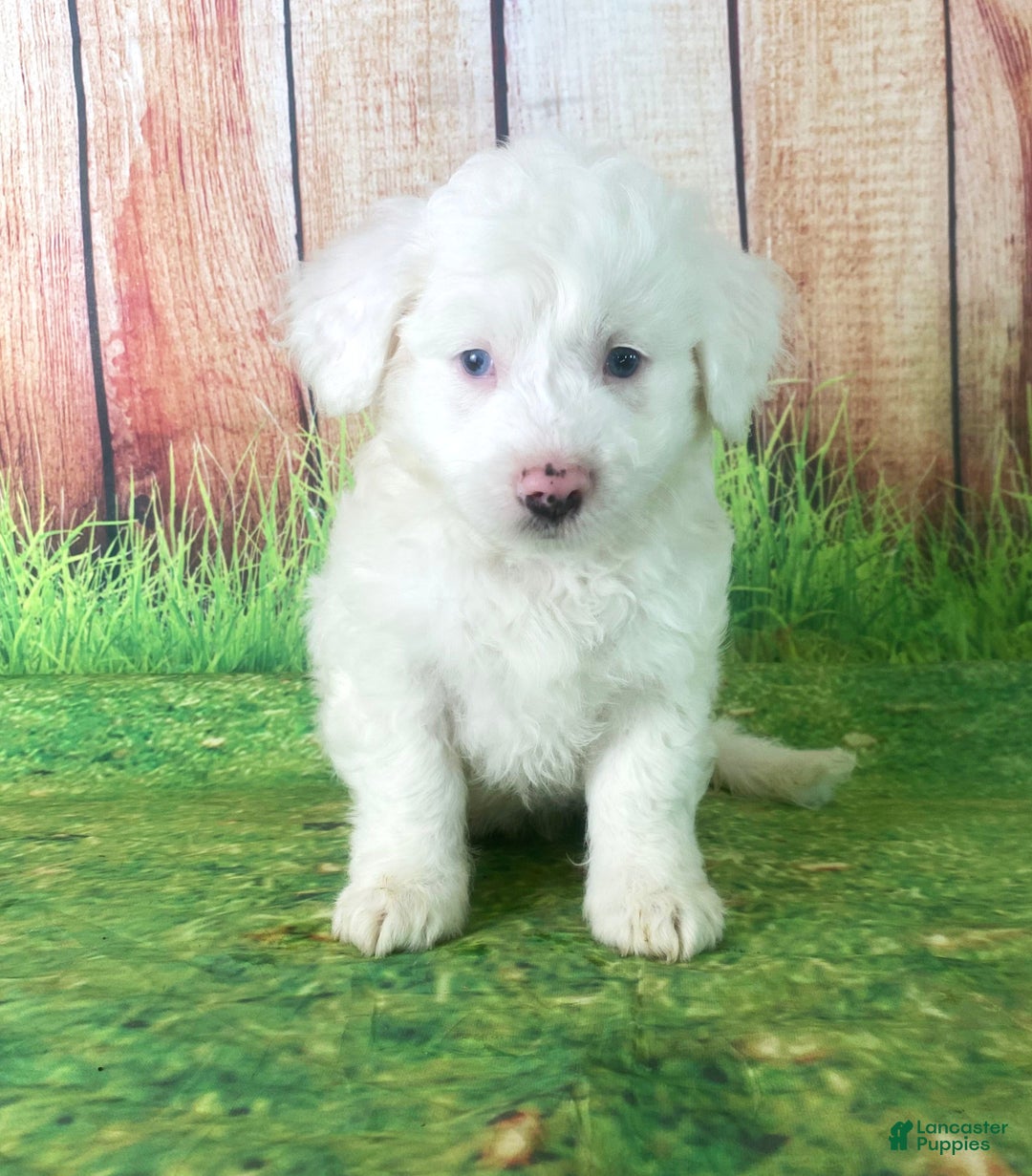 Mini Aussiedoodle dogs for sale: Gianna - Ad 2