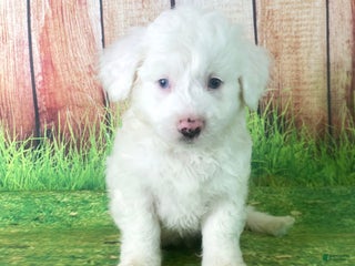 Mini Aussiedoodle dogs - Ad 4