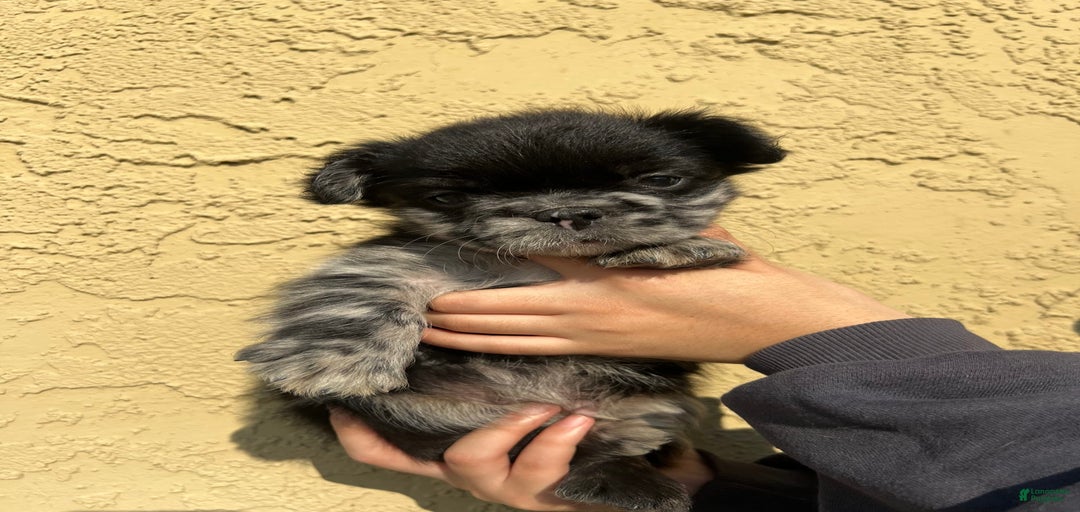 Gallery Image {{count}}