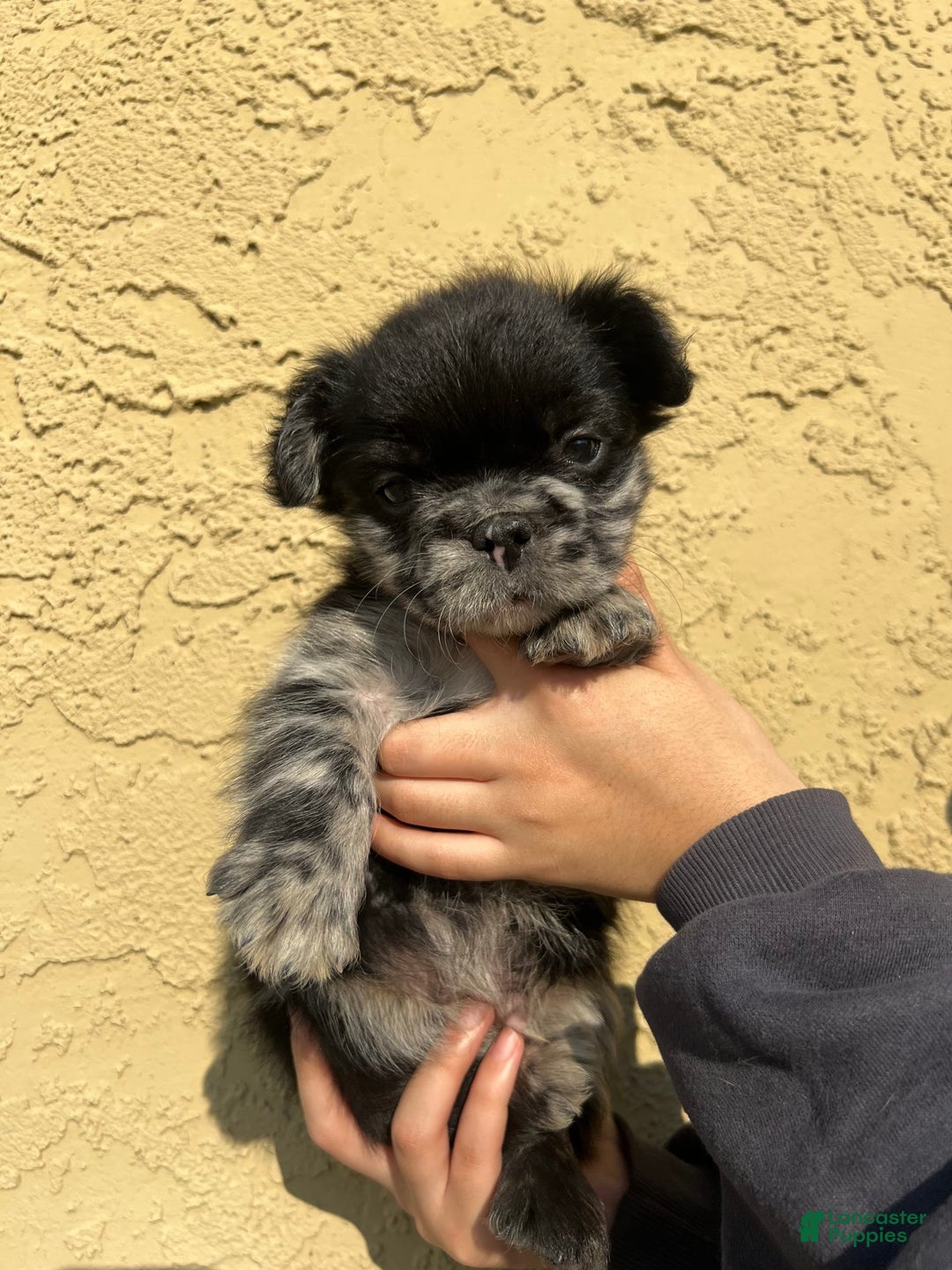 Gallery Image {{count}}