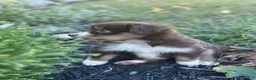 Miniature Australian Shepherd dogs for sale: Poppy - Ad 4