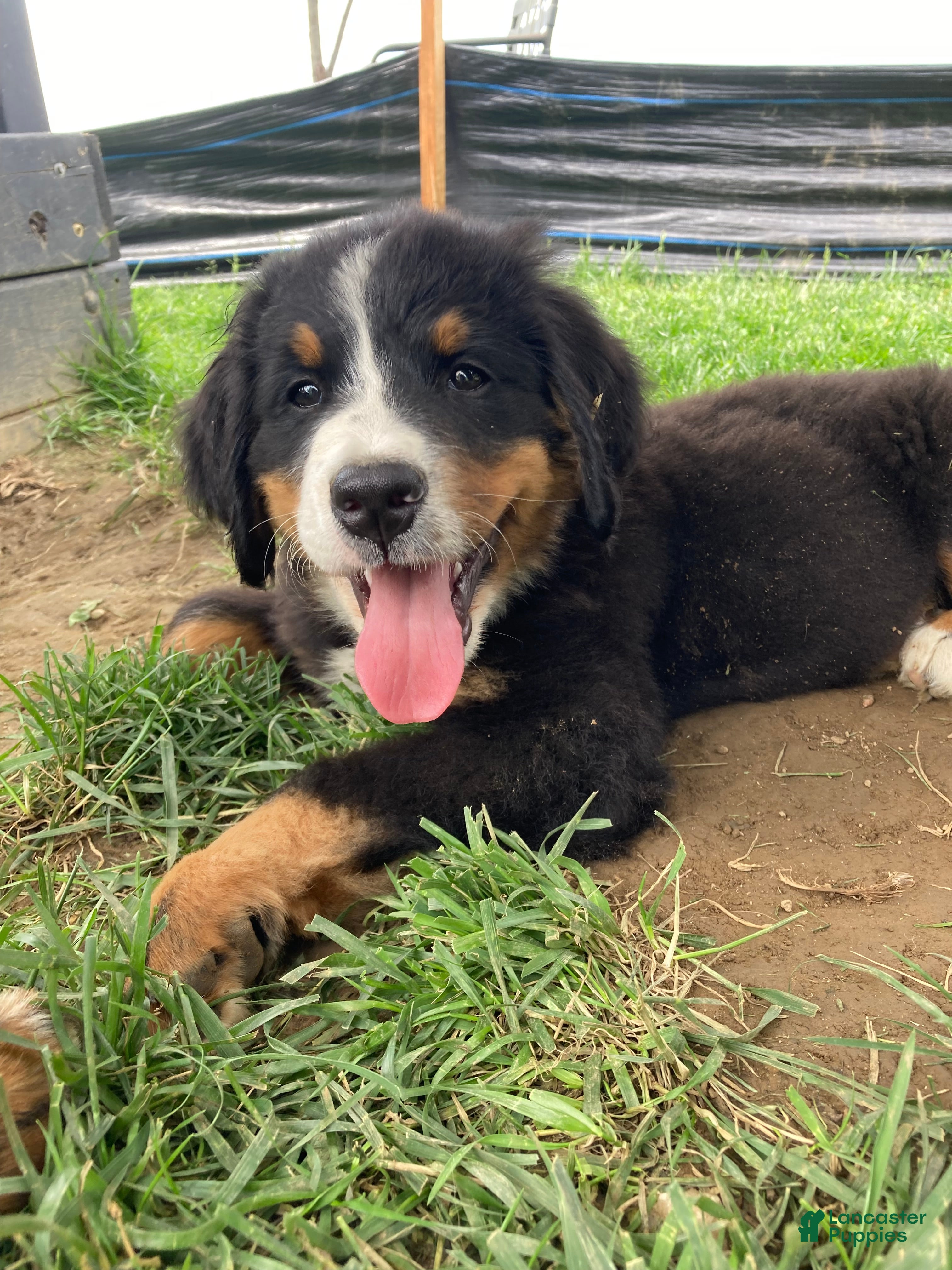 Bernese Mountain Dog dogs Sicily - Ad 1