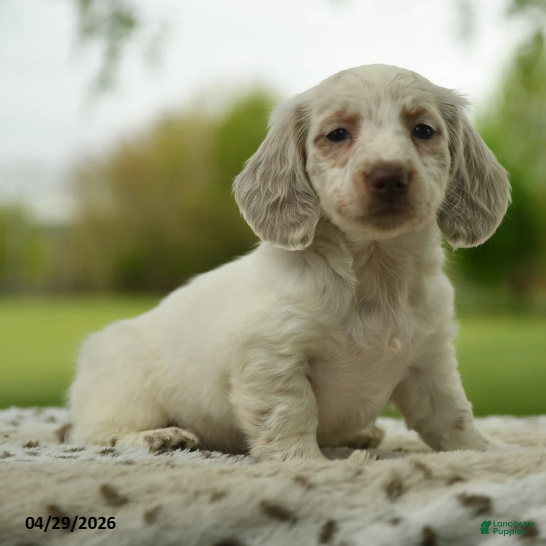 Miniature Dachshund dogs for sale: Freckles - Ad 1