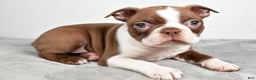 Boston Terrier dogs for sale: Jasper - Ad 8