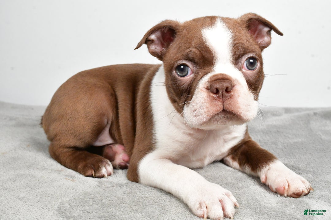 Boston Terrier dogs for sale: Jasper - Ad 8