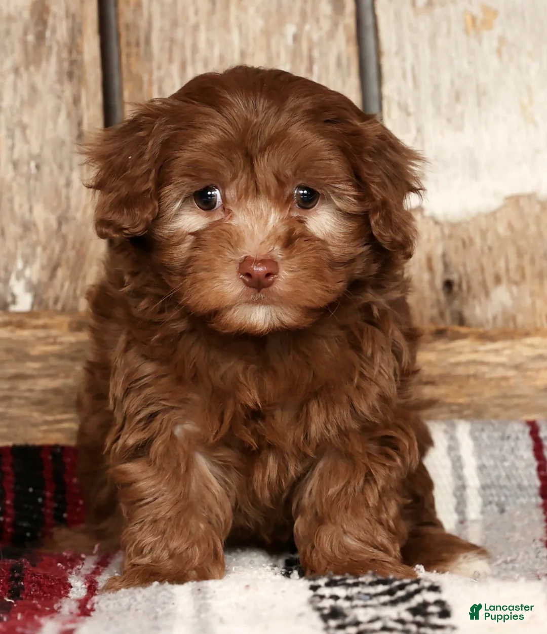 Havapoo dogs for sale: Stacy - Ad 3