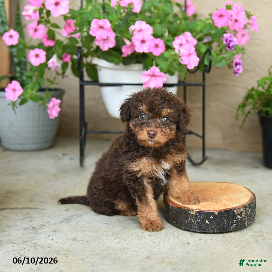 Mini Aussiedoodle dogs Pixie - Ad 1