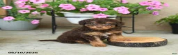 Mini Aussiedoodle dogs for sale: Pixie - Ad 1
