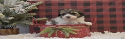 Miniature Poodle dogs for sale: Maverik - Ad 5