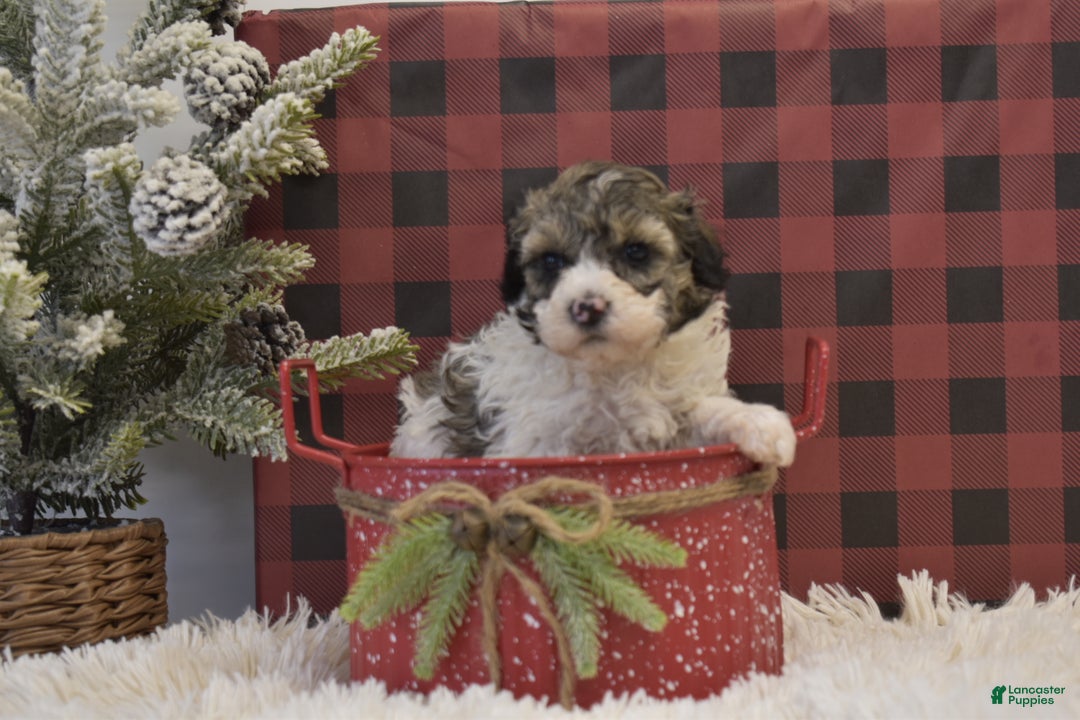 Miniature Poodle dogs for sale: Maverik - Ad 5