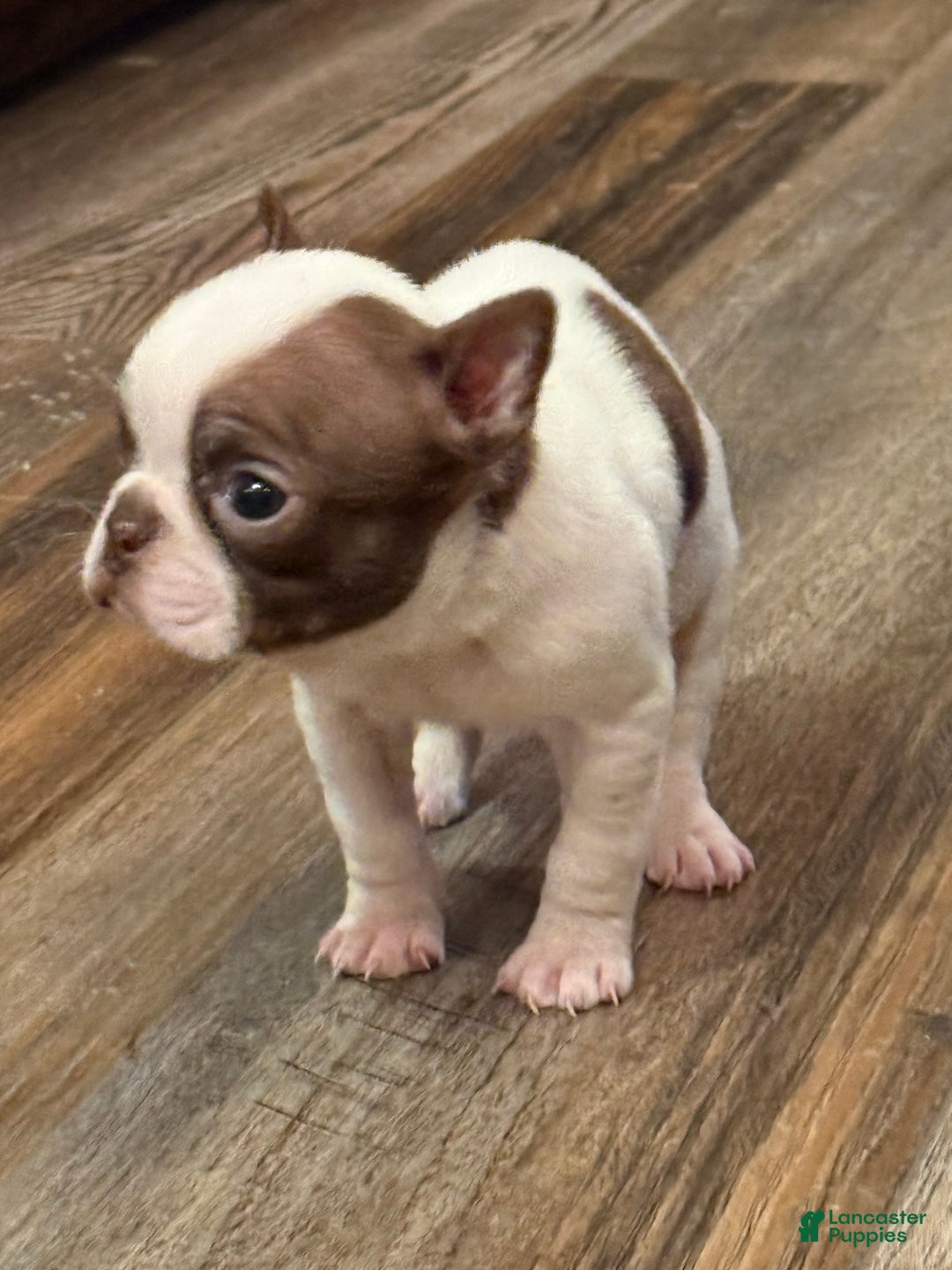 Boston Terrier dogs for sale: Boston Terrier Puppy 1 - Ad 1