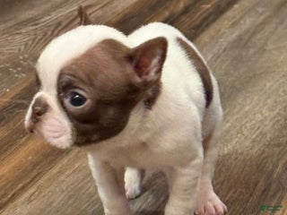 Boston Terrier dogs Boston Terrier Puppy 1 - Ad 15