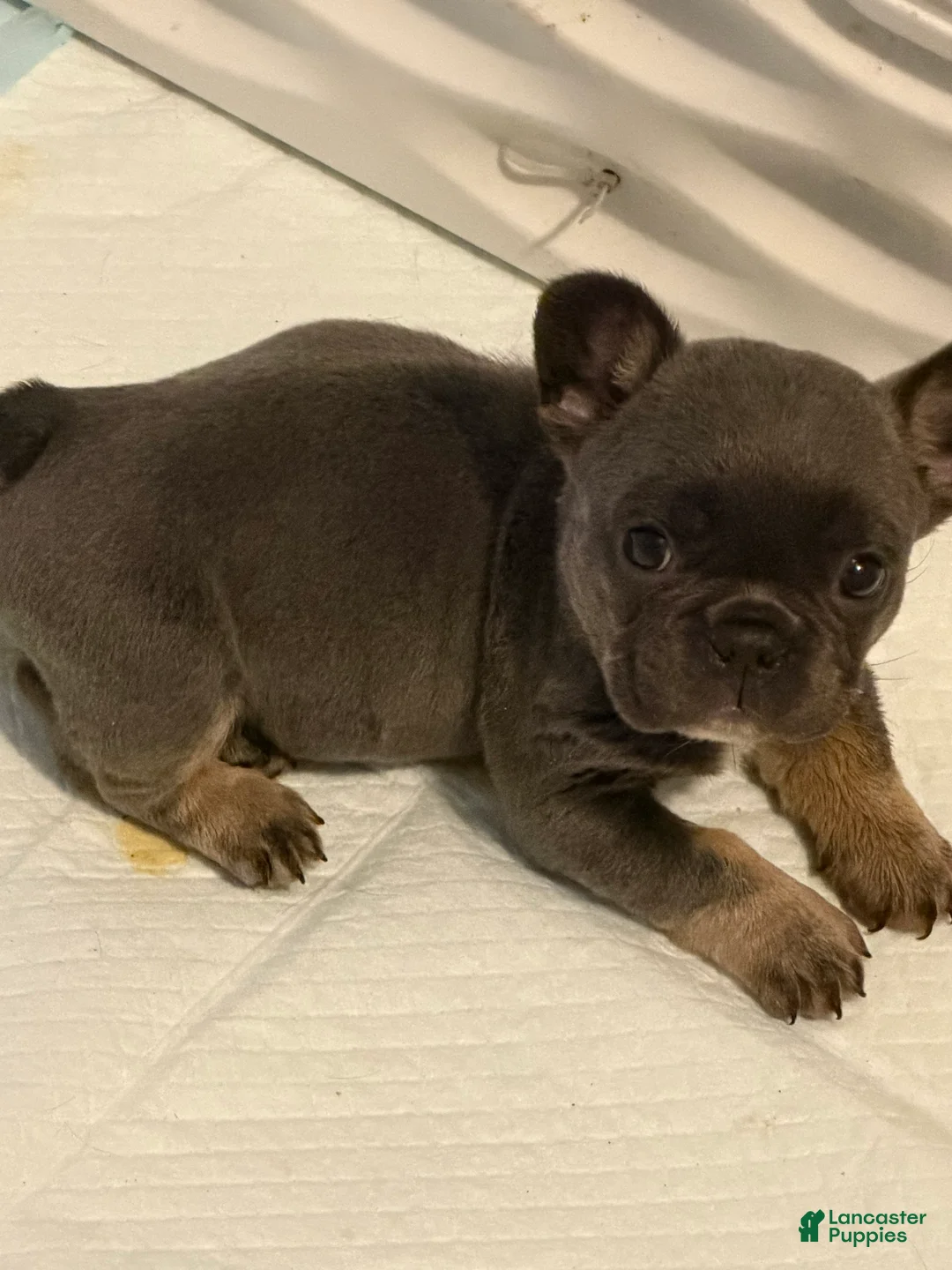 French Bulldog dogs for sale: French Bulldog 1 - Ad 8
