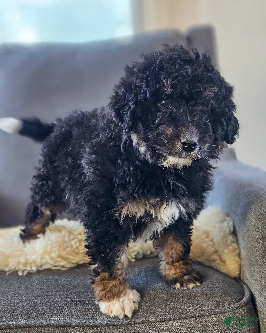 Mini Bernedoodle dogs for sale: Natalie  - Ad 3