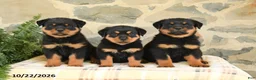 Rottweiler dogs for sale: Bailey - Ad 5