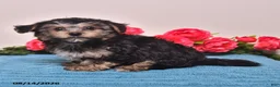 Yorkiepoo dogs for sale: Ranger - Ad 4
