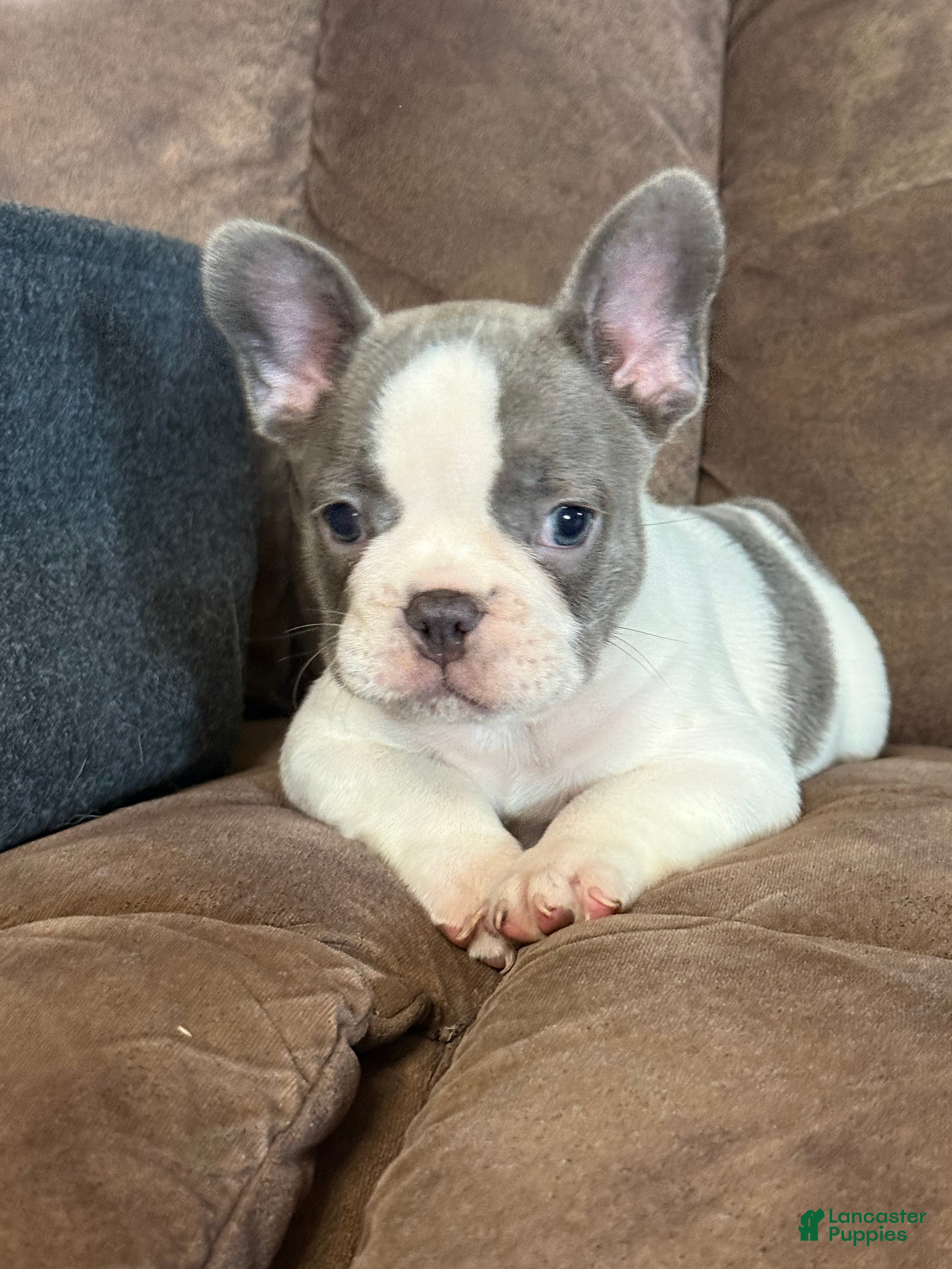 French Bulldog dogs Sammy - Ad 23