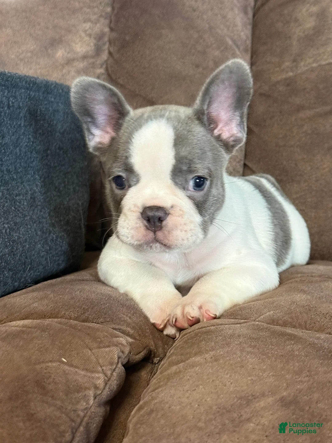 French Bulldog dogs for sale: Sammy - Ad 1