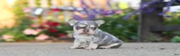 French Bulldog dogs for sale: Sienna - Ad 3