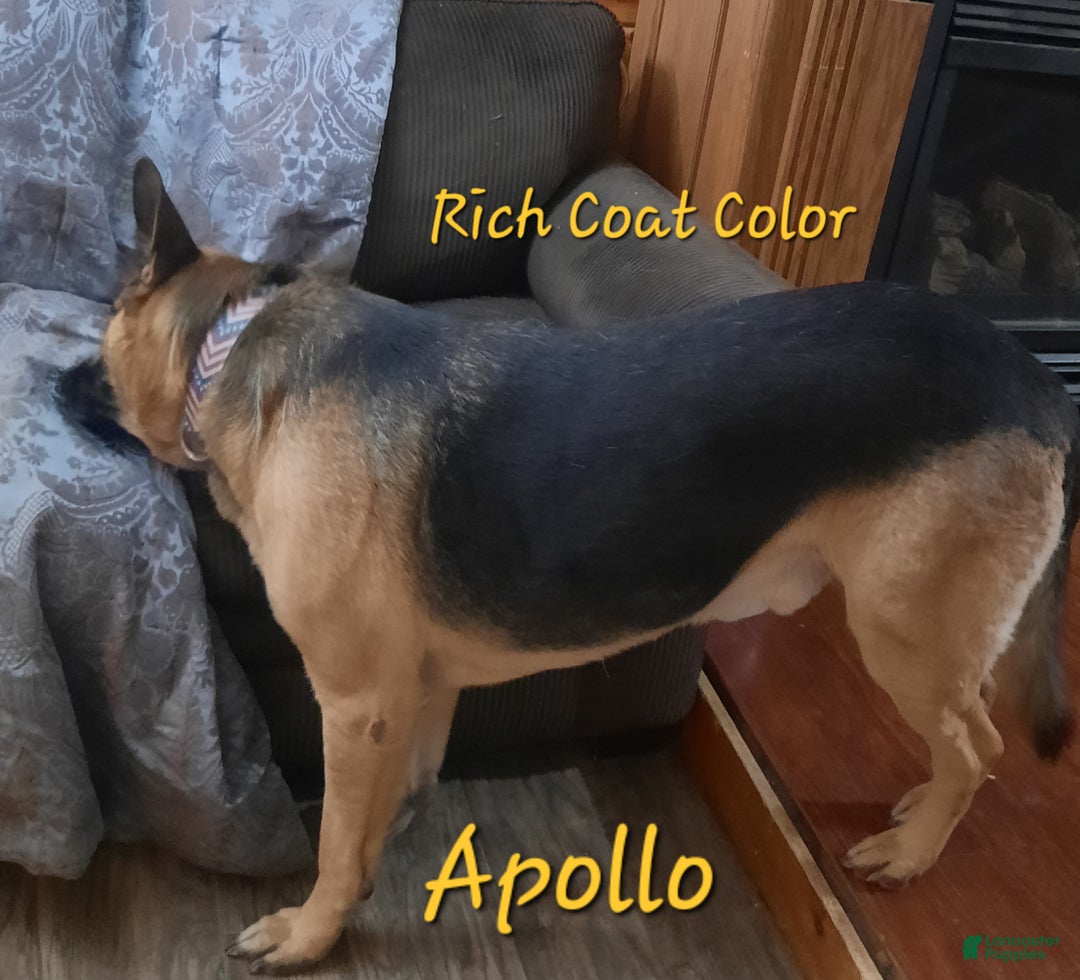 German Shepherd dogs for sale: Diamond - Ad 41