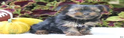 Yorkshire Terrier dogs for sale: Cooper - Ad 4